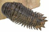 Flying Crotalocephalina Trilobite - Lghaft, Morocco #301943-3